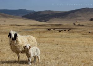 IMG_1142-2-mongolian-sheep-Stuart-Edwards